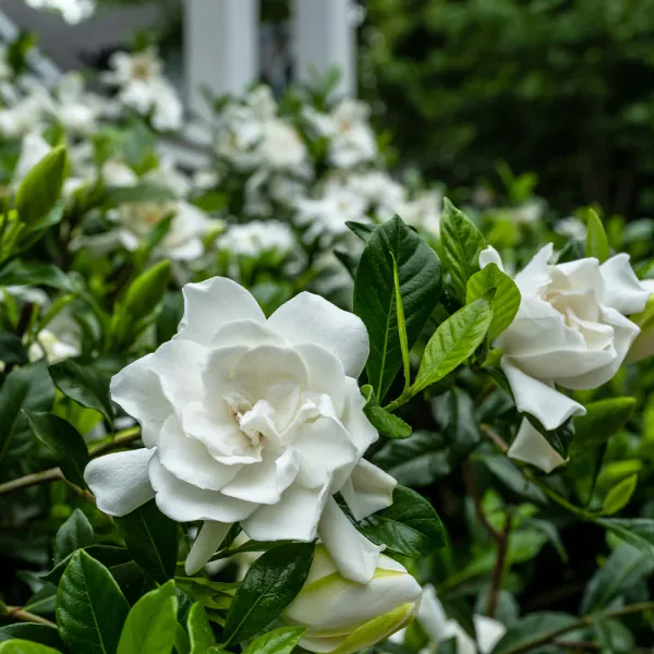 Beautiful_White_Dwarf_Rare_Gardenia_Cape_Jasmine_Gandharaj_Flower_Plant