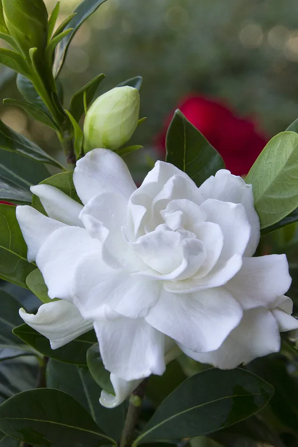 Beautiful_White_Dwarf_Rare_Gardenia_Cape_Jasmine_Gandharaj_Flower_Plant
