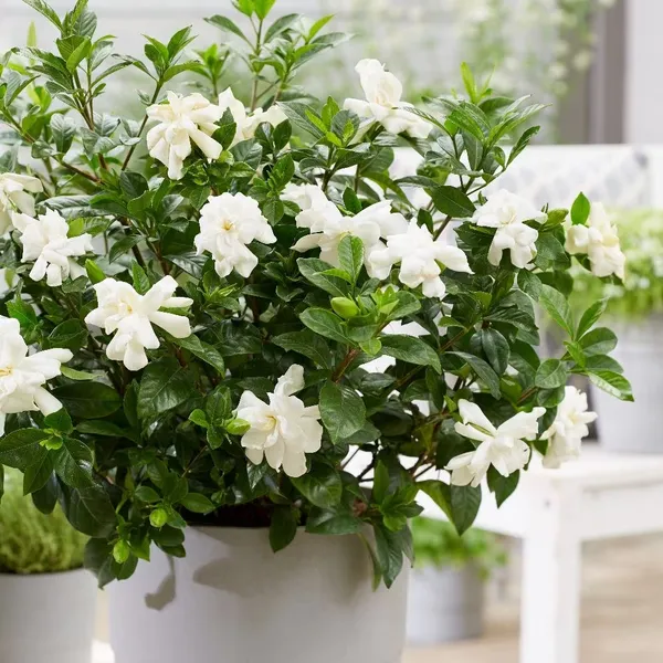 Beautiful_White_Dwarf_Rare_Gardenia_Cape_Jasmine_Gandharaj_Flower_Plant