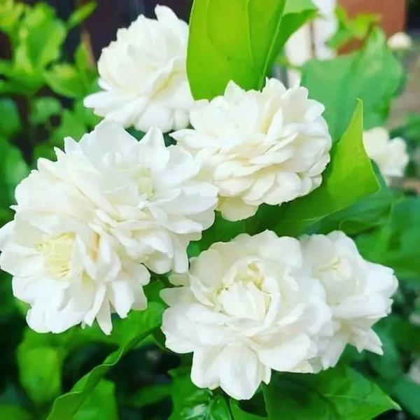 Beautiful_White_Jasmine_Flower_Plant_-_Bel_Ful_Plant