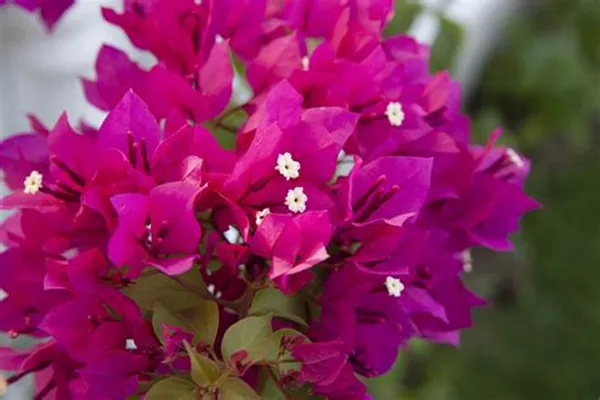 Beauty_Bougainvillea_Grafted_Pink_Thoka_?_Hybrid_Flowering_Plants