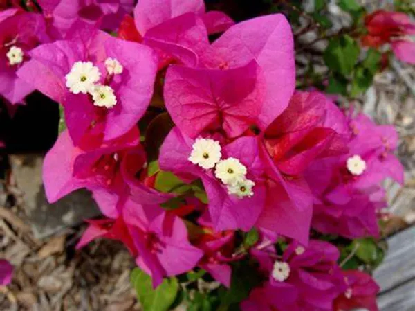 Beauty_Bougainvillea_Grafted_Pink_Thoka_?_Hybrid_Flowering_Plants
