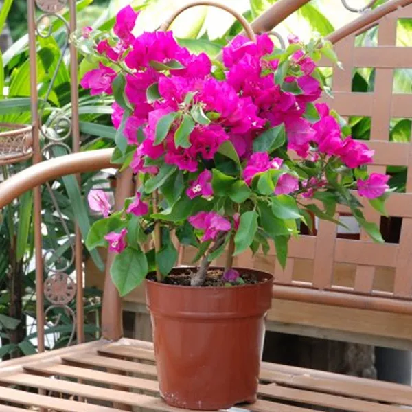 Beauty_Bougainvillea_Grafted_Pink_Thoka_?_Hybrid_Flowering_Plants