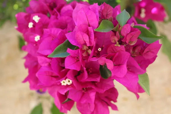 Beauty_Bougainvillea_Grafted_Pink_Thoka_?_Hybrid_Flowering_Plants
