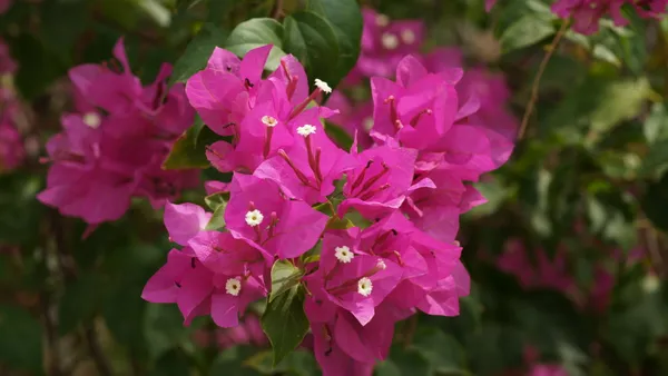 Beauty_Bougainvillea_Grafted_Pink_Thoka_?_Hybrid_Flowering_Plants