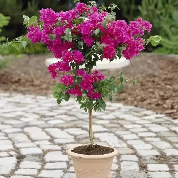 Beauty_Bougainvillea_Grafted_Pink_Thoka_?_Hybrid_Flowering_Plants