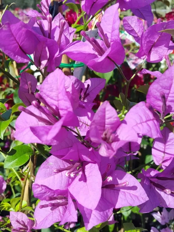 Beauty__Bougainvillea__Purple_Thoka_?_1.5-3.5_Ft__Flowering_Plant