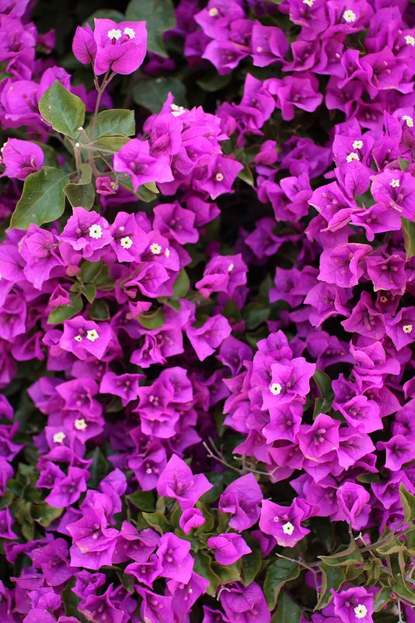 Beauty__Bougainvillea__Purple_Thoka_?_1.5-3.5_Ft__Flowering_Plant