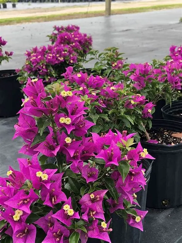 Beauty__Bougainvillea__Purple_Thoka_?_1.5-3.5_Ft__Flowering_Plant