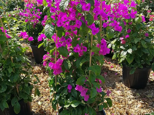 Beauty__Bougainvillea__Purple_Thoka_?_1.5-3.5_Ft__Flowering_Plant
