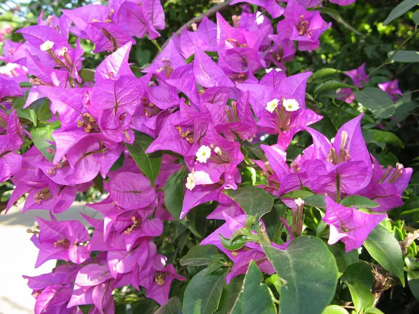 Beauty__Bougainvillea__Purple_Thoka_?_1.5-3.5_Ft__Flowering_Plant