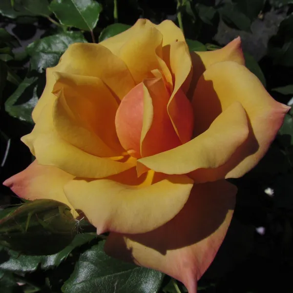 Rose_Plant_Grafted_Home_Gardening_Outdoor_Indoor_Plants_Belle_Epoque_Rose