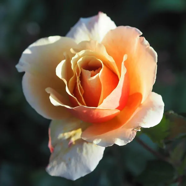 Rose_Plant_Grafted_Home_Gardening_Outdoor_Indoor_Plants_Belle_Epoque_Rose