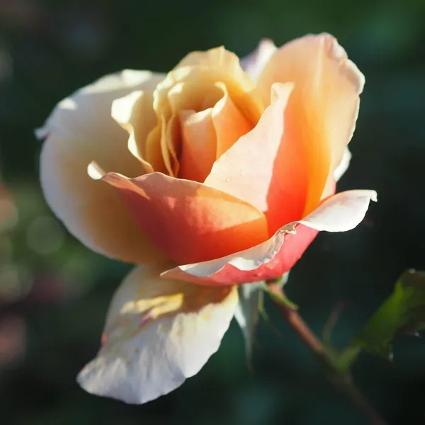 Rose_Plant_Grafted_Home_Gardening_Outdoor_Indoor_Plants_Belle_Epoque_Rose