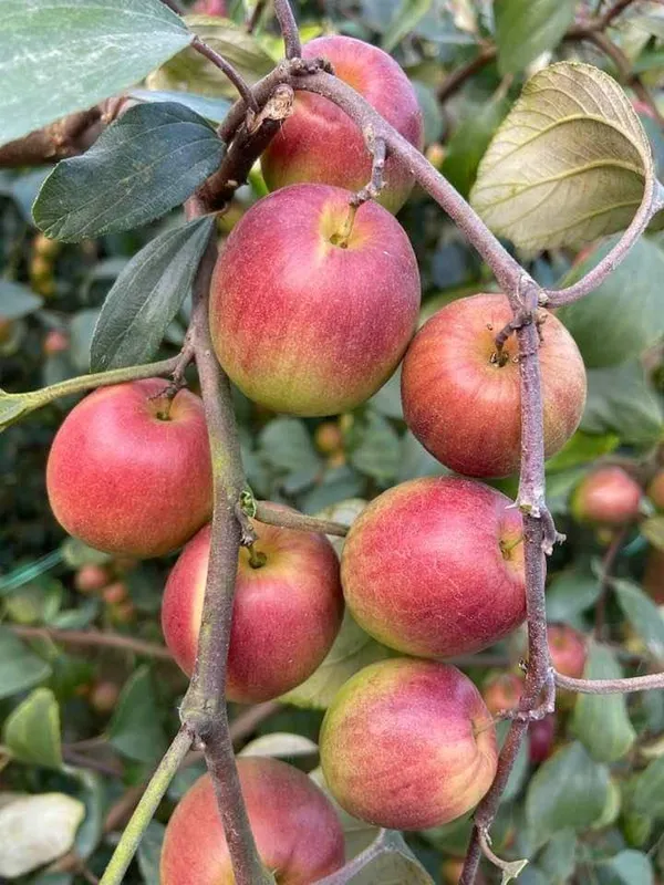 Ber_Apple_Ball_Sundari_Plants