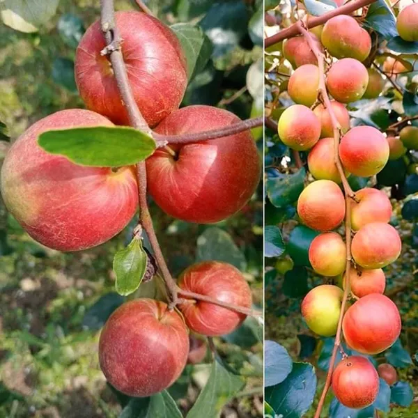 Ber_Apple_Ball_Sundari_Plants