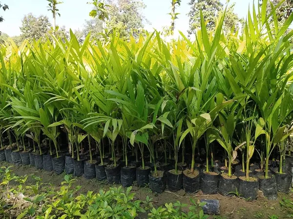 Betel_Nut_|_Supari_Plant_(1.5-2_Feet_Height_Pack_Of_1)