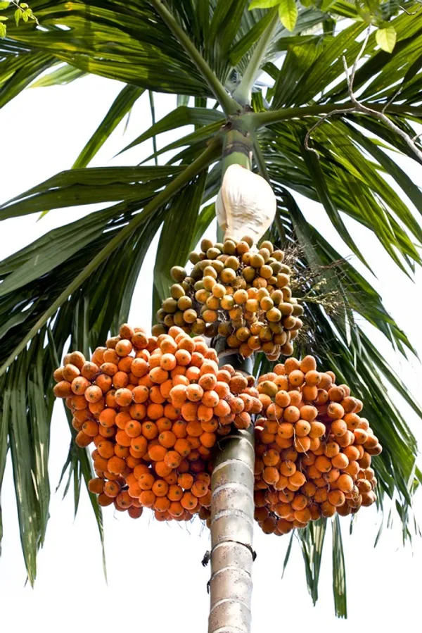 Betel_Nut_|_Supari_Plant_(1.5-2_Feet_Height_Pack_Of_1)