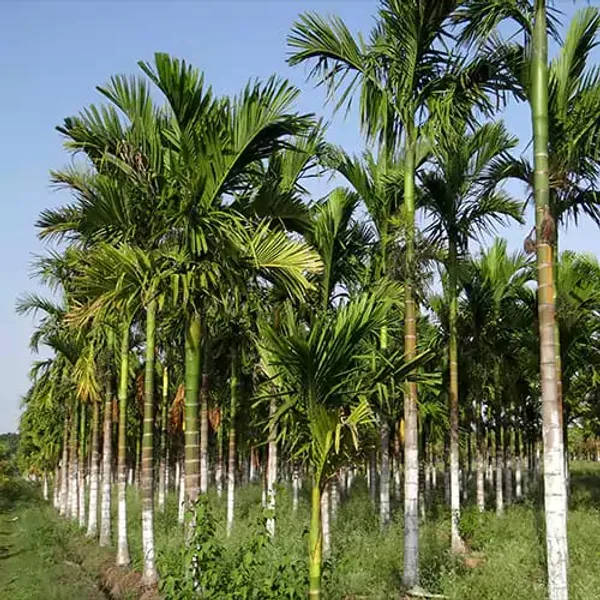 Betel_Nut_|_Supari_Plant_(1.5-2_Feet_Height_Pack_Of_1)
