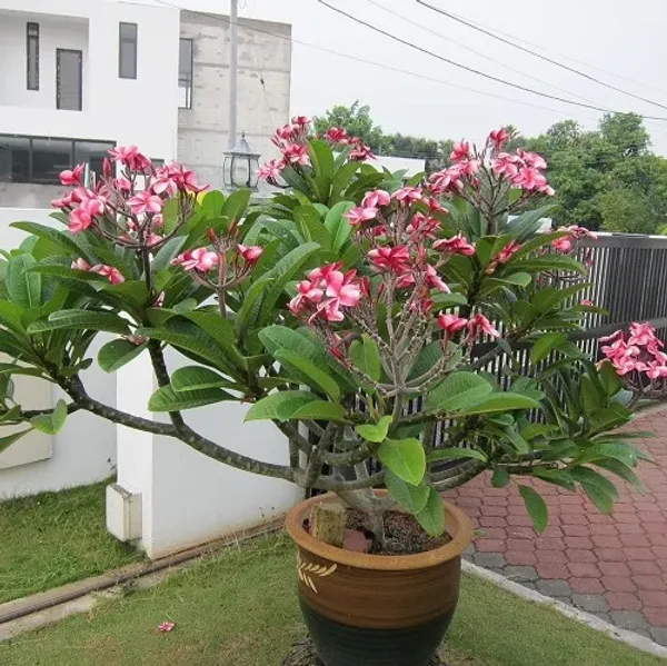 Plumeria_Candy_Haze_Flowering_Plant