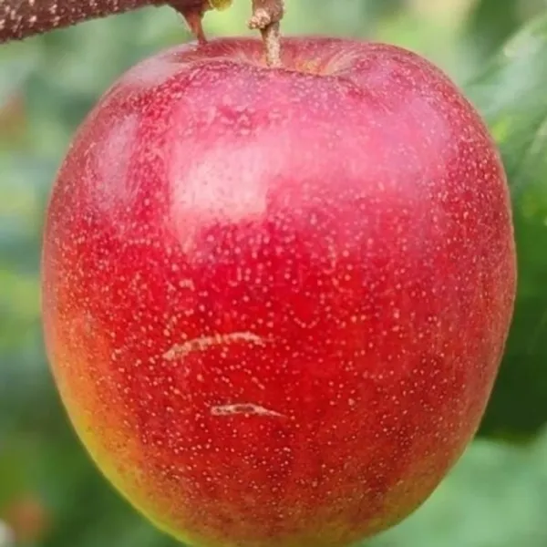 Bharat_Sundari_/_Miss_India_Ber_Apple_Plant_Grafted_(_Pack_of_1_}