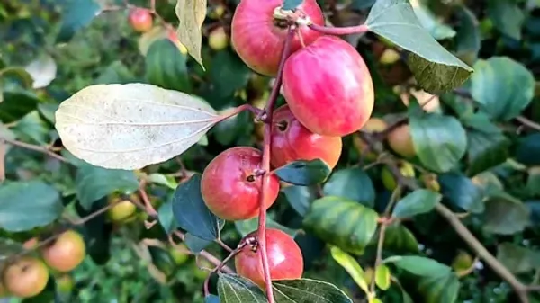 Bharat_Sundari_/_Miss_India_Ber_Apple_Plant_Grafted_(_Pack_of_1_}