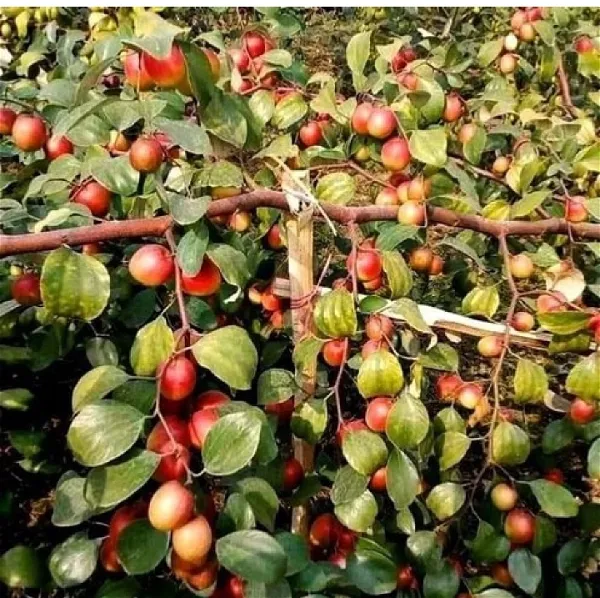 Bharat_Sundari_/_Miss_India_Ber_Apple_Plant_Grafted_(_Pack_of_1_}