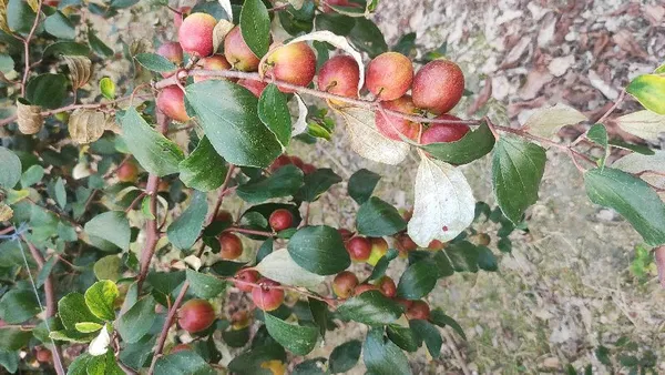 Bharat_Sundari_/_Miss_India_Ber_Apple_Plant_Grafted_(_Pack_of_1_}