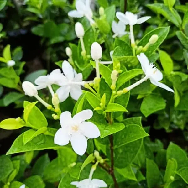 Bhutan_Mallika_Flower_Plant