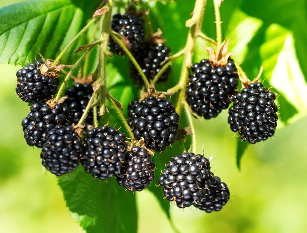 Black_Berry_(Grafted)_Fruit_Plant_(Pack_Of_1)