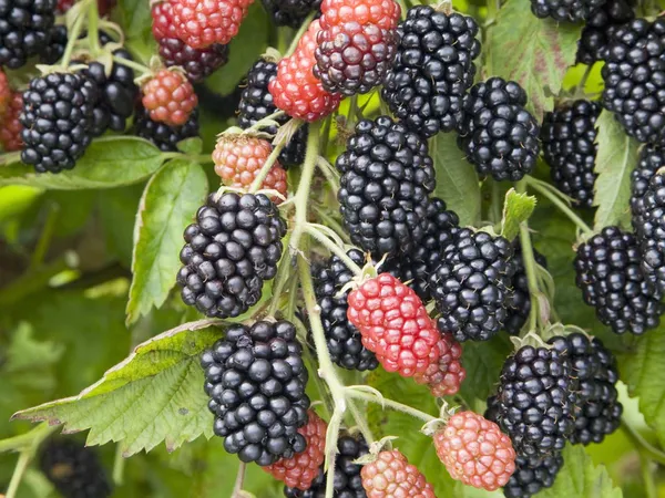 Black_Berry_(Grafted)_Fruit_Plant_(Pack_Of_1)