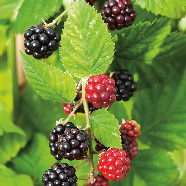 Black_Berry_(Grafted)_Fruit_Plant_(Pack_Of_1)