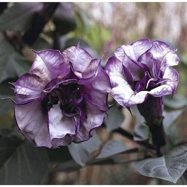 Black_Dhutura_Flower_Plant