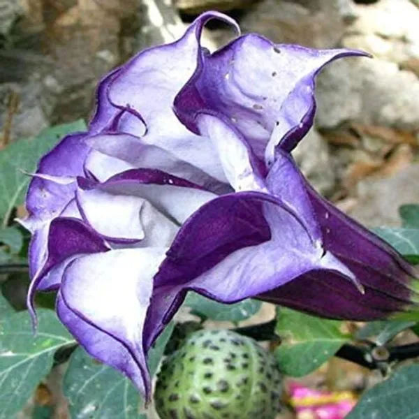 Black_Dhutura_Flower_Plant
