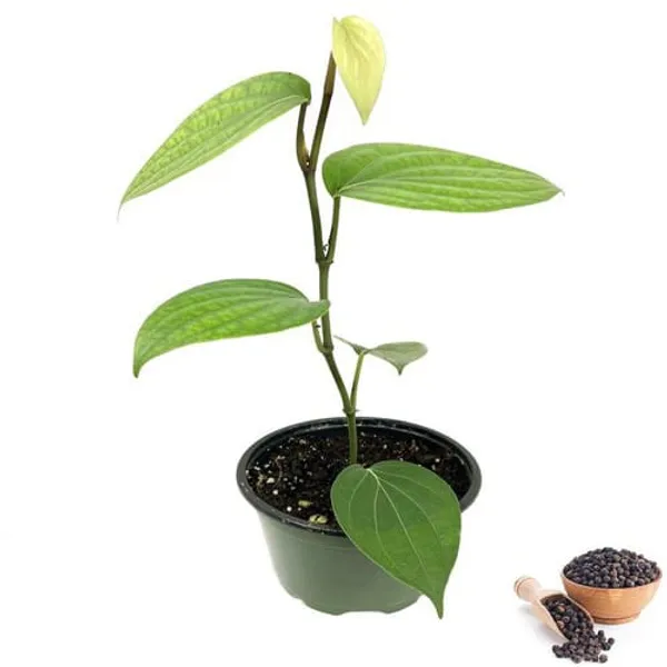 Black_Pepper_Hybrid_Plant_(1.5-2_Feet_Height_Pack_Of_1)
