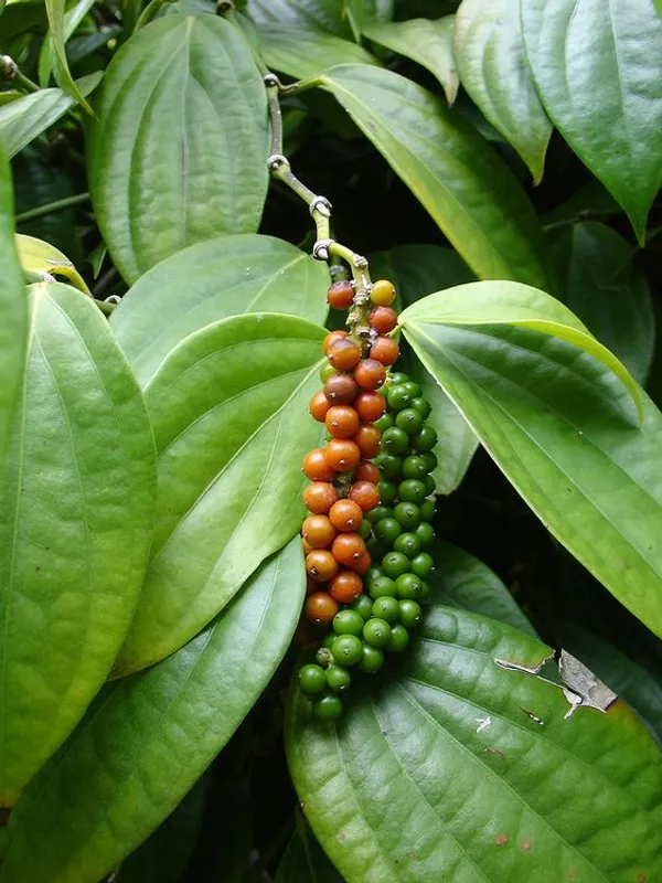 Black_Pepper_Golmorich_Healthy_Plant