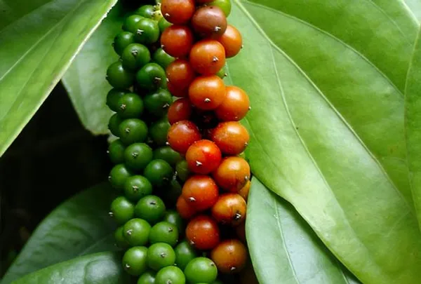 Black_Pepper_Golmorich_Healthy_Plant