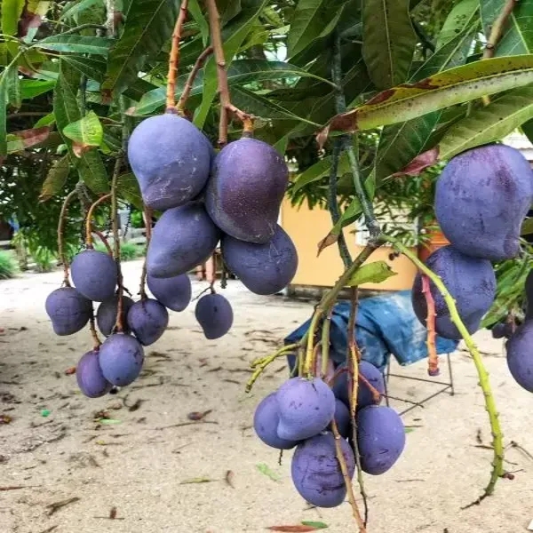 Thai_Black_Stone_Mango_Grafted_Fruit_Plant