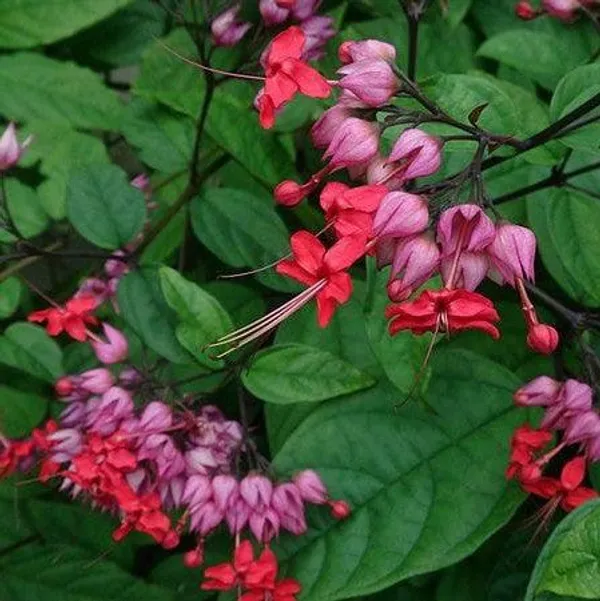 Bleeding_Heart_Vine_Red_Flower_Plant