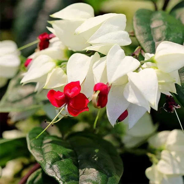 Bleeding_Heart_Vine_White_Flower_Plant
