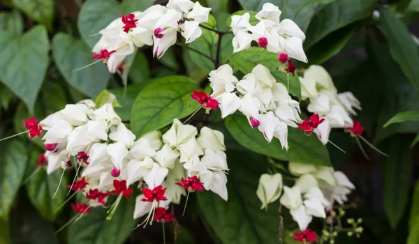 Bleeding_Heart_Vine_White_Flower_Plant