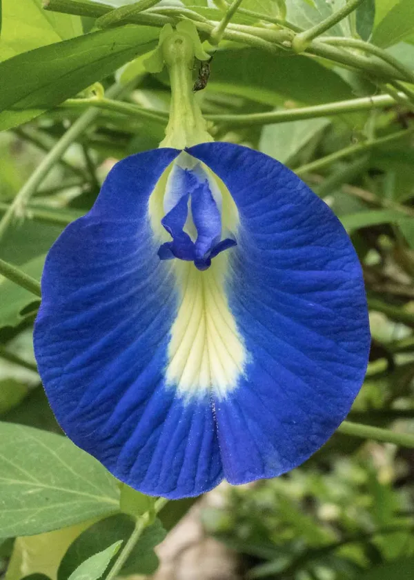 Blue_Aparajita_/_Nilkontho_Flowering_Plant