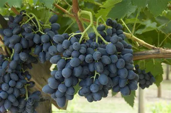 Blue_Grapes__Fruit_Plant_(Hybrid,_Pack_Of_1)