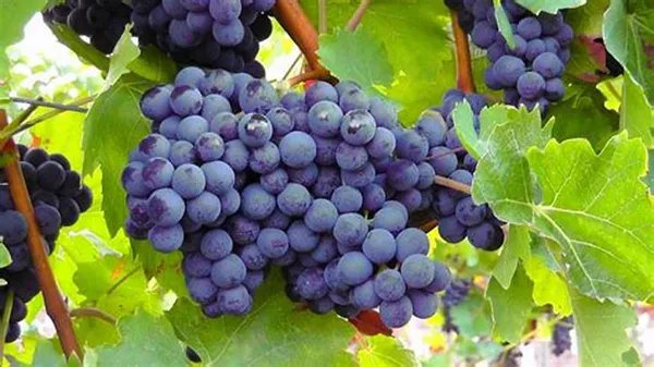 Blue_Grapes__Fruit_Plant_(Hybrid,_Pack_Of_1)