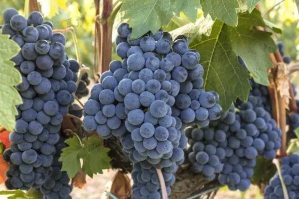 Blue_Grapes__Fruit_Plant_(Hybrid,_Pack_Of_1)
