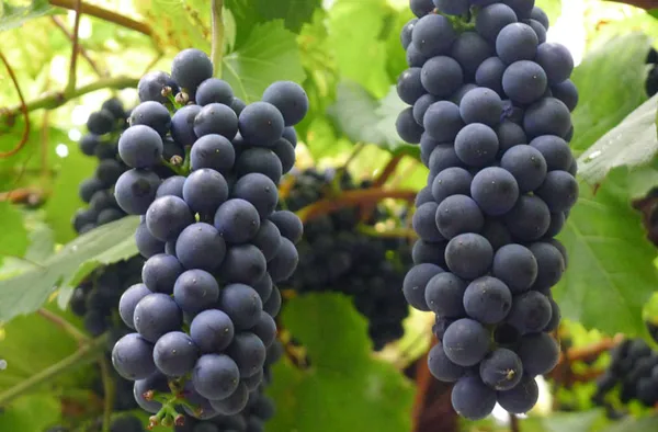 Blue_Grapes__Fruit_Plant_(Hybrid,_Pack_Of_1)