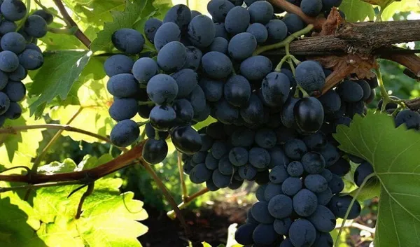 Blue_Grapes__Fruit_Plant_(Hybrid,_Pack_Of_1)