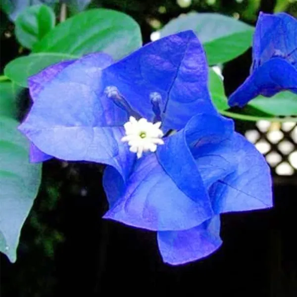 Blue_Bougainvillea_Plant_For_Garden
