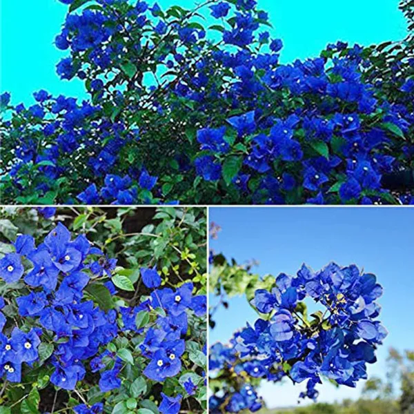 Blue_Bougainvillea_Plant_For_Garden