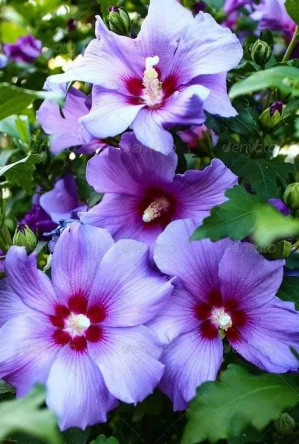 Live_Bluebird_Hibiscus__Plant